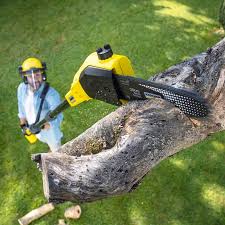 Best Arborist Consultation Services  in Ordway, CO