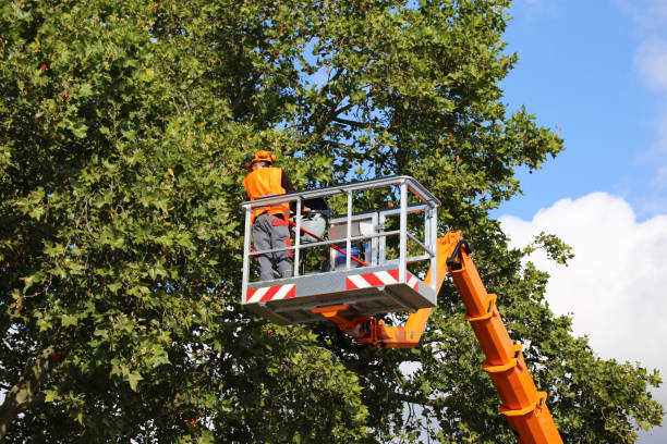 Best Commercial Tree Services  in Ordway, CO