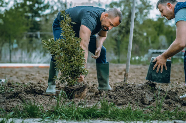 Reliable Ordway, CO Tree Services Solutions