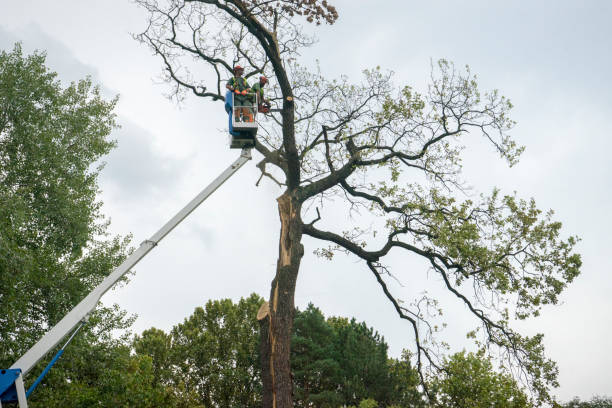 Best Tree Maintenance Programs  in Ordway, CO