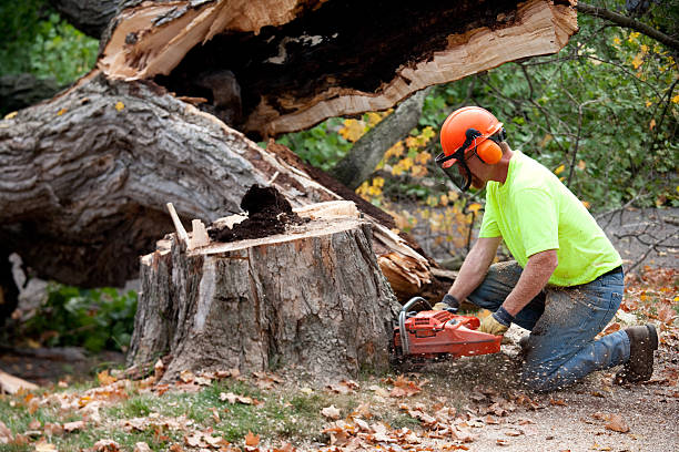 How Our Tree Care Process Works  in  Ordway, CO